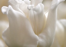 Tulipa White Liberstar ® (4)